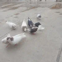 کبوتر سالم فروشی