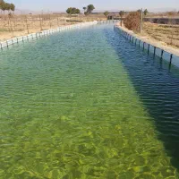 ایزوگام محمدی