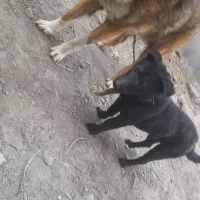 پاکوتاه فروشی