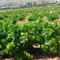 باغ-انگوری-کلستان