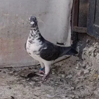 بزک|پرنده|شیراز, دارالرحمه|دیوار