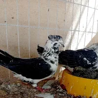 کفتر عتیقه تمام عیار