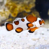 ابشور