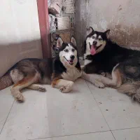 فروش هاسکی های ۱ ساله|سگ|سنگر, |دیوار