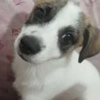 واگذاری سگ خانگی|سگ|اصفهان, بهاران|دیوار