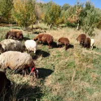 تعداد ۷عدد شیشک افشار|حیوانات مزرعه|پادنا علیا, |دیوار