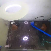 آکواریوم شیشه خم با تمام وسایل|ماهی|تبریز, |دیوار