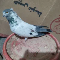 دوتا ماده با یک نفر کله دم سیاه فروشی