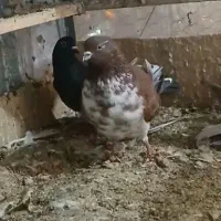 فروشی گرگی|حیوانات|مشکین‌دشت, |دیوار