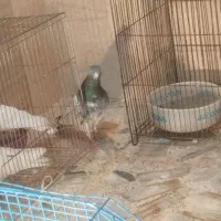 کبوتر تدی پاکستانی|پرنده|رودسر, |دیوار