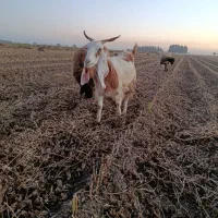 بز دودمان دوماه هس تکه خورده