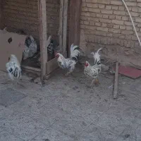 خروس|حیوانات مزرعه|لاران, |دیوار