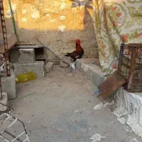 مرغ و خروس محلی|حیوانات مزرعه|بندر کنگان, |دیوار