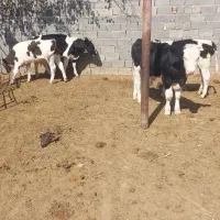 ۴ عدد گو ساله نر درجه یک آماده جمع