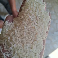 برنج کامفیروزی