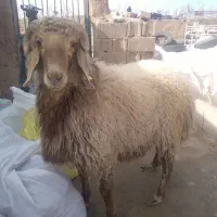 بره نر|حیوانات مزرعه|چترود, |دیوار