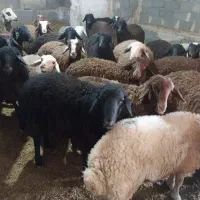 بره نر|حیوانات مزرعه|بهارستان, |دیوار