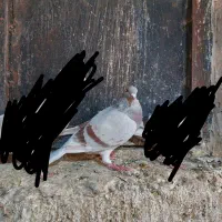 کبوتر|پرنده|برازجان, |دیوار