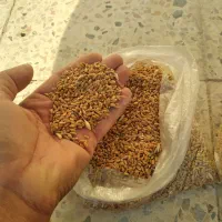 بذرگندم|عمدهفروشی|آشخانه, |دیوار