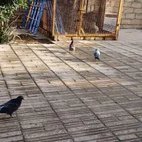 قفس درجه یک بزرگ ۲۰۰ کفتر جا میده