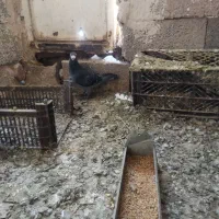 فروشی|پرنده|خسروشاه, |دیوار