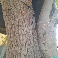 فروش تنه کنار|صنایع دستی و سایر لوازم تزئینی|آبپخش, |دیوار