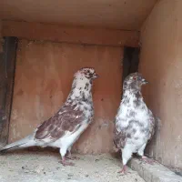 کفتر پروازی وجفتگاهی|پرنده|شفت, |دیوار