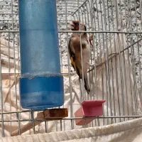 سره|پرنده|مبارکه, |دیوار
