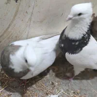 طوقی نامبروان|پرنده|اندیمشک, |دیوار