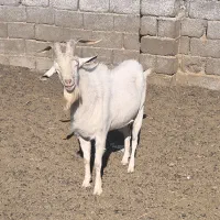 نره بز سانن|حیوانات مزرعه|سیرجان, |دیوار