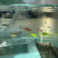 فروش ماهی زینتی|ماهی|مرودشت, بیست متری بیمارستان|دیوار