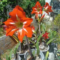 نیلوفر آفریقایی
