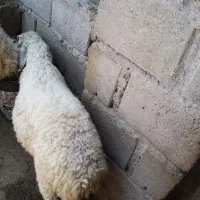 غوچ پنج ماه به بالا