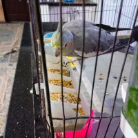 عروس هلندی|پرنده|سرپل ذهاب, |دیوار