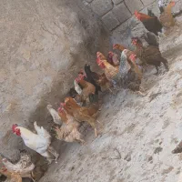 مرغ محلی اصل تخم گذار ۷عدد