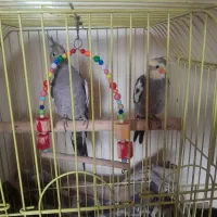 عروس هلندی سخنگو