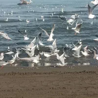 سوییت تکخواب حیاط دربست ساحلی(ایزدشهر)نور|اجارهٔ کوتاه‌مدت آپارتمان و سوئیت|ایزدشهر, |دیوار