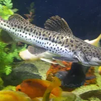 ردتیل دراگون، پنگوسی گیاه خوار