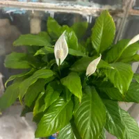 گل خانگی نیە