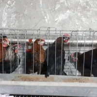 فروش خروس محلی|حیوانات مزرعه|تالش, هشتپر|دیوار