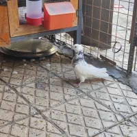 تعدادی کبوتر نر طوقی شازده خوشرنگ و چپ