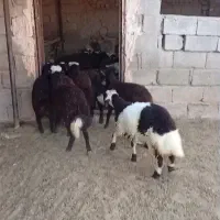بره ماده پلنگی کله سفید