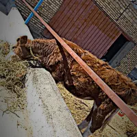 گوساله ماده سیمنتال