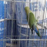 طوطی برزیلی ناب ناب|پرنده|کازرون, |دیوار