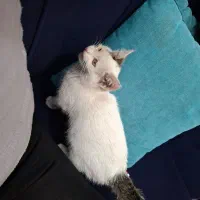 واگذاری بچه گربه دستی