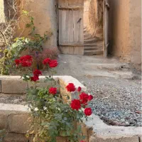 فالوراینستا تلگرام