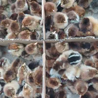 جوجه رنگی شب عید|حیوانات مزرعه|قم, شهرک توانیر|دیوار