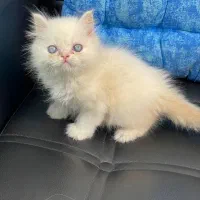 بچه گربه نژاد دار|گربه|قم, باجک دو|دیوار