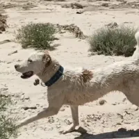 سگ افغان ۸ماهه