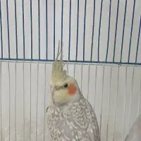 عروس هلندی خوشگل|پرنده|چنگ الماسی, |دیوار